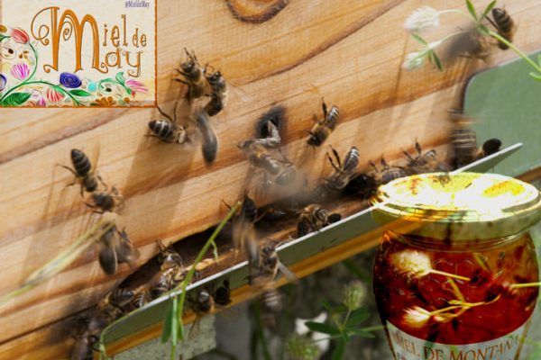 Abejas en un panal