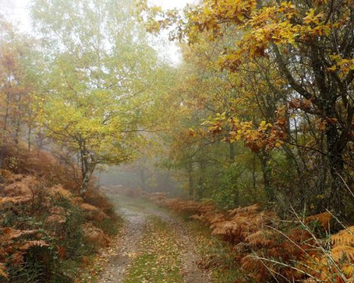naturaleza-dehesa-bonita