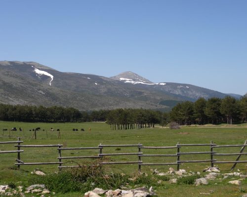 Montaña y vacas