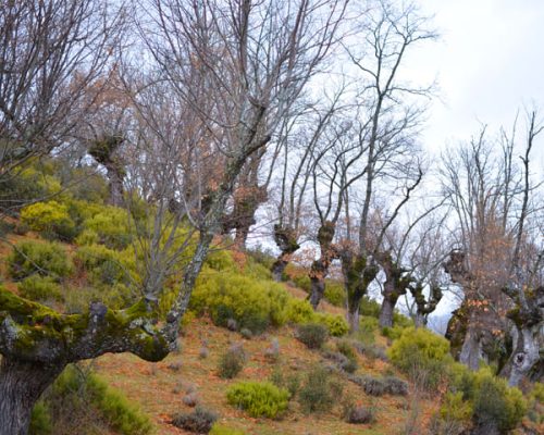 Paisaje cultural con robles centenarios.