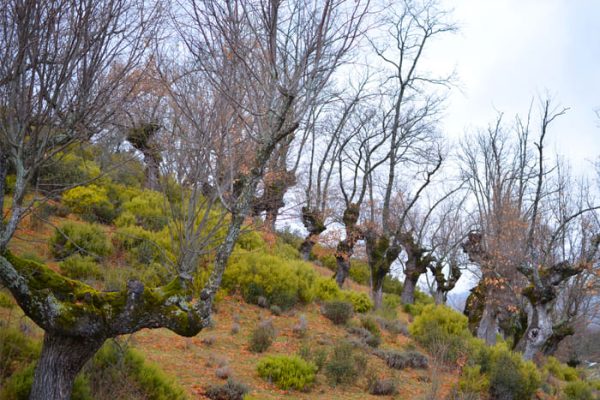 Paisaje cultural con robles centenarios.