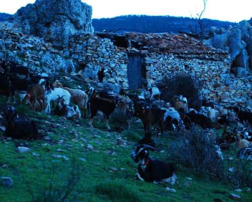 cabras pastando en el monte durante la ruta de pastoreo extensivo