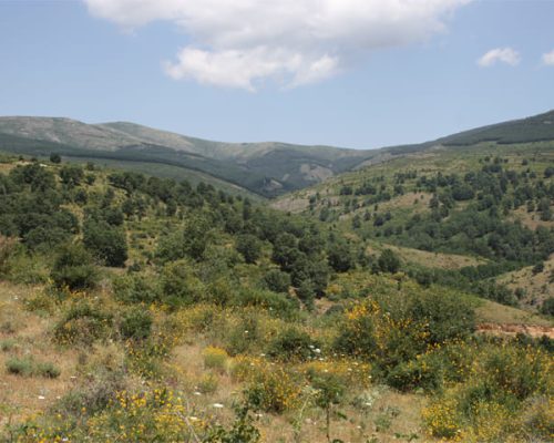 Senda ornitológica rodeada de naturaleza