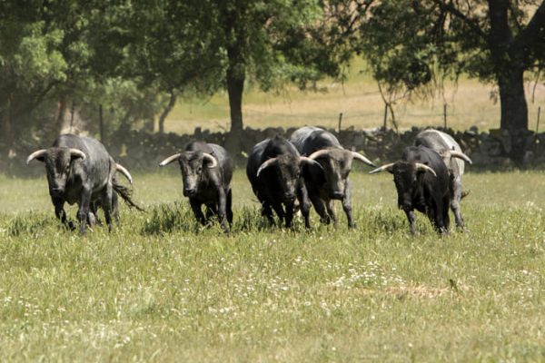 Grupo de toros en un campo abierto de la Ganadería Guzmán.