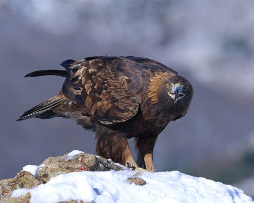 La imagen muestra la fotografía de un águila