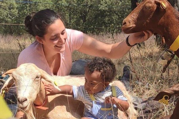 Corderos domesticados