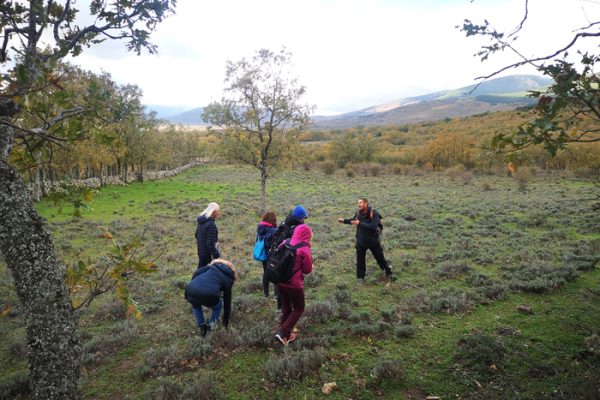 ruta búsqueda de setas