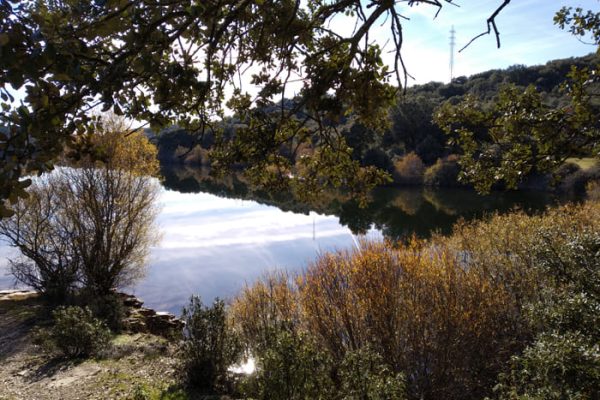 Embalse arboles