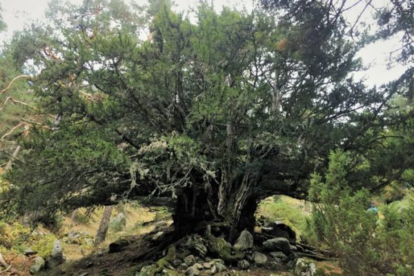 Vista del tejo milenario, un árbol antiguo y majestuoso rodeado de vegetación.