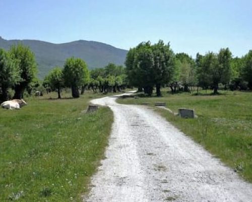 Vista de un camino de tierra flanqueado por césped verde.