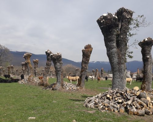 trasmocho-modelo-web