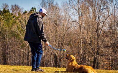 Perro acostado ordenes